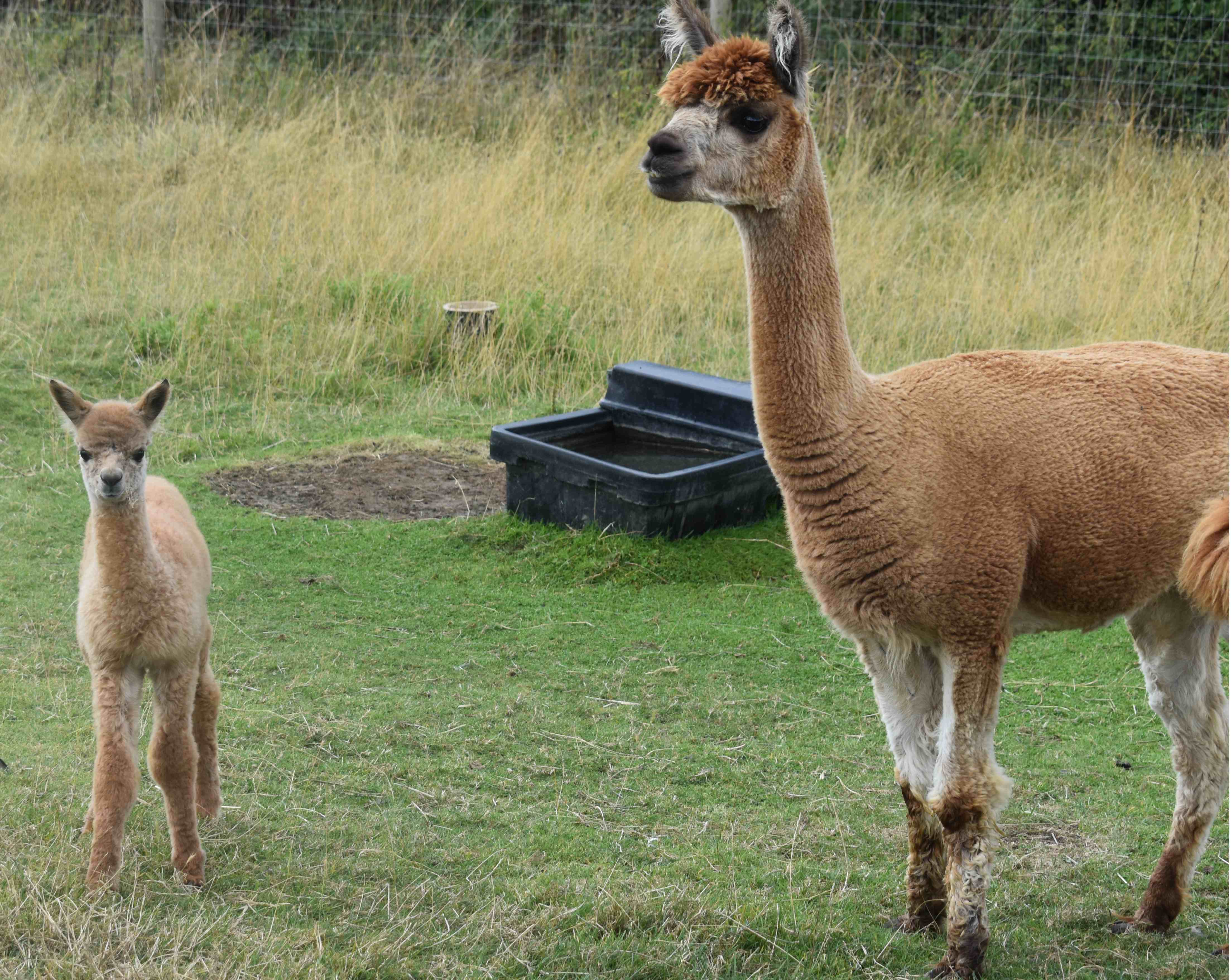 Fuzz and Fudge standing