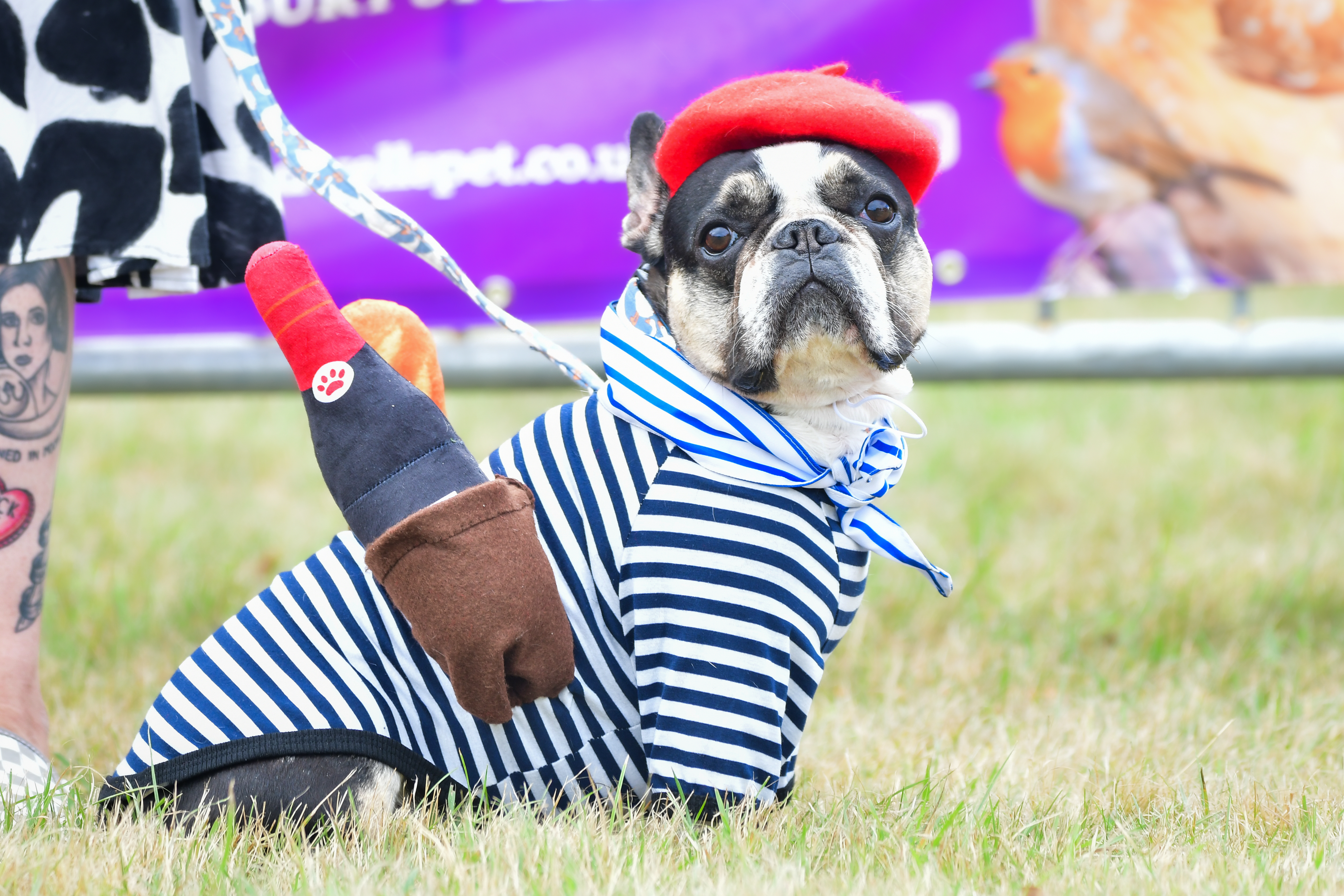 A pug in a French costume