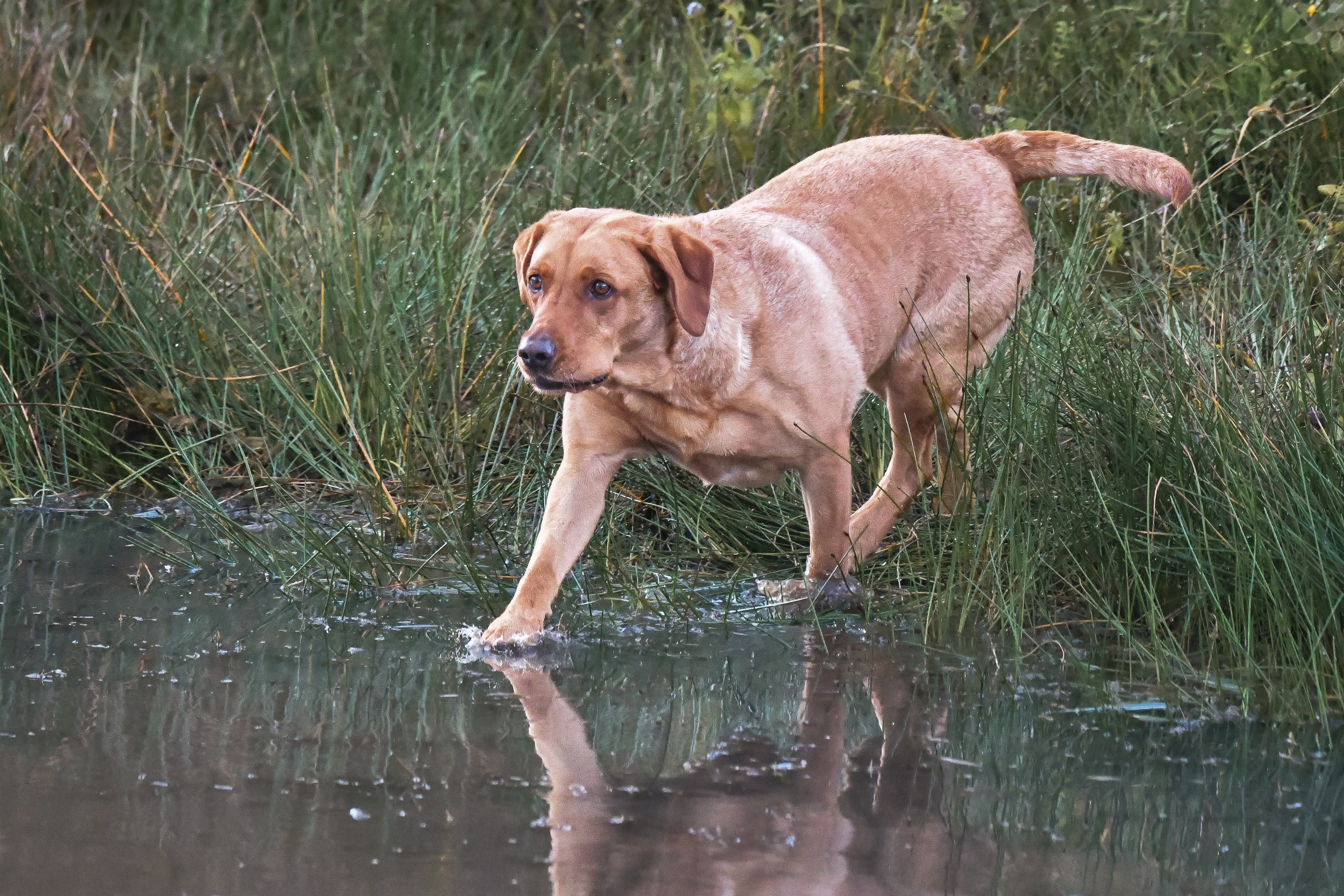 A dog in the river