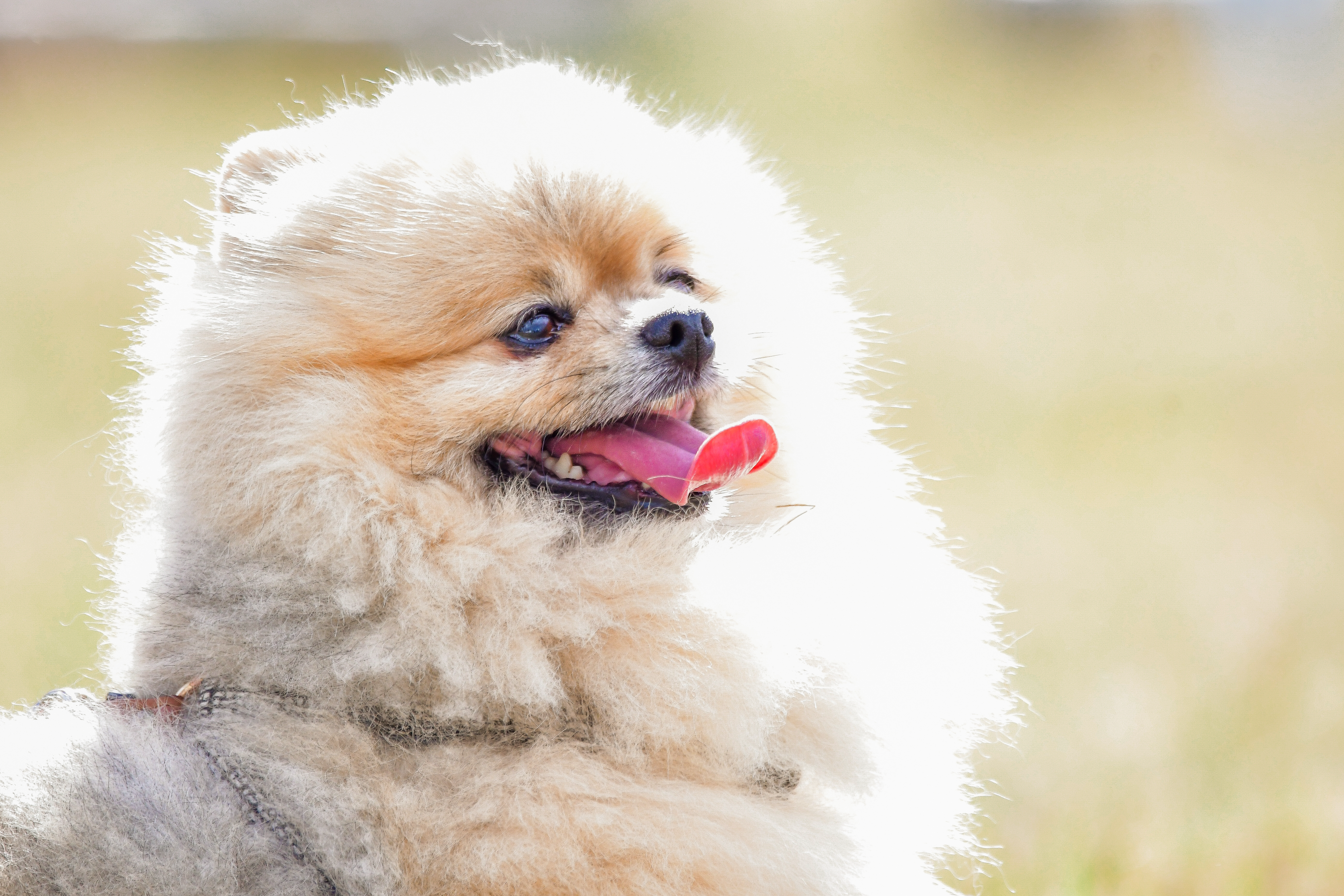 A dog with its tongue sticking out