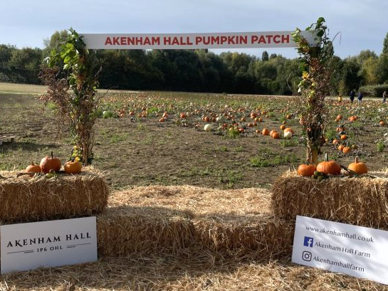 Akenham Hall Farm pumpkin patch