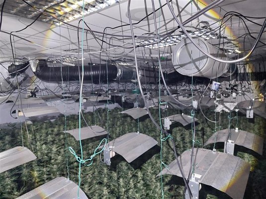 A sophisticated cannabis factory