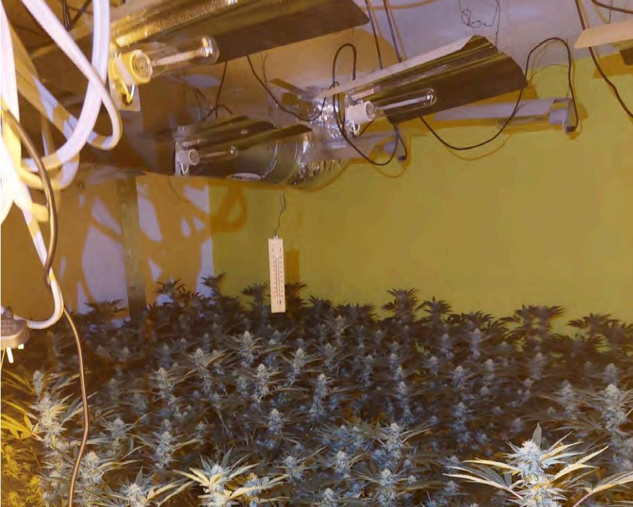 Hadleigh cannabis farm