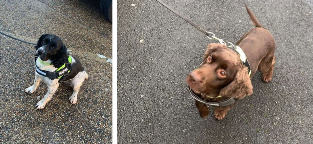 Specialist tobacco sniffer dogs