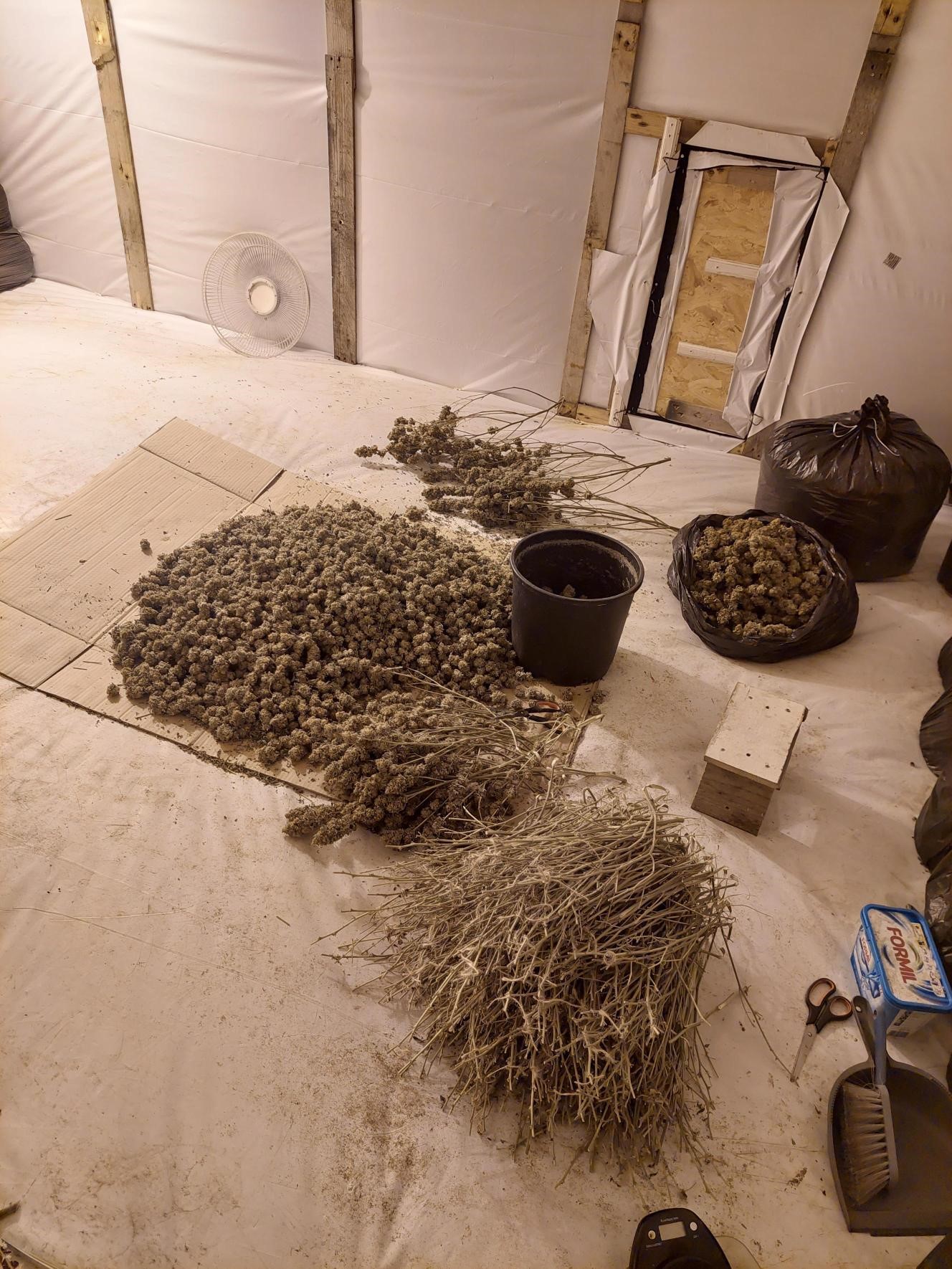 Cannabis farm in Felixstowe