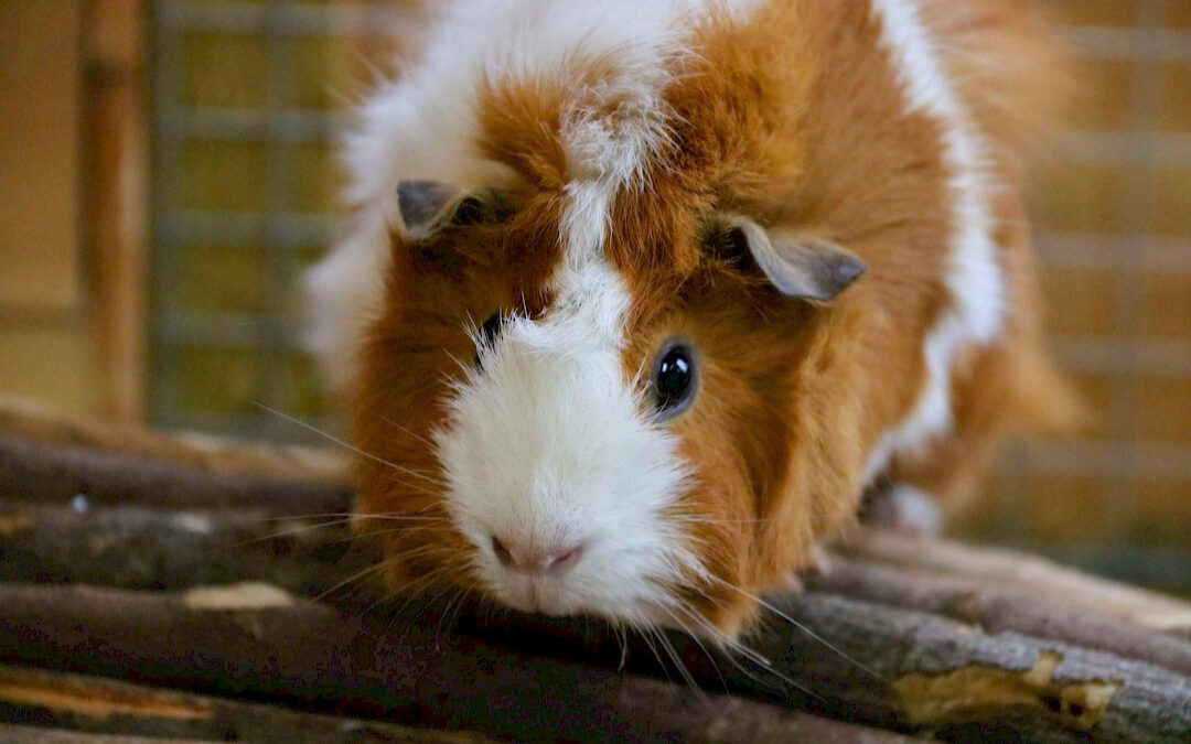A guinea pig
