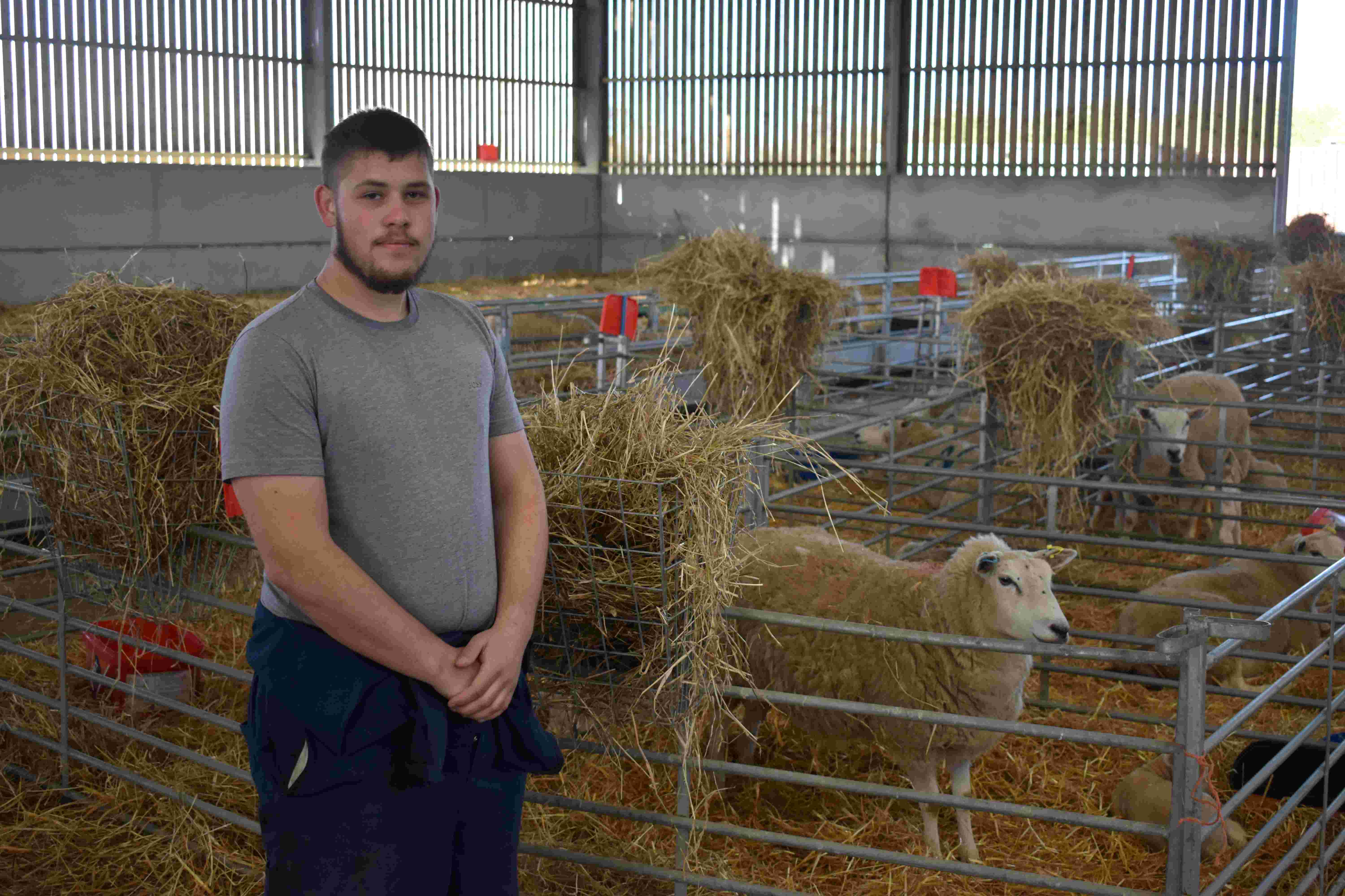 Student Vakaris Pocius in front of sheep in a barn