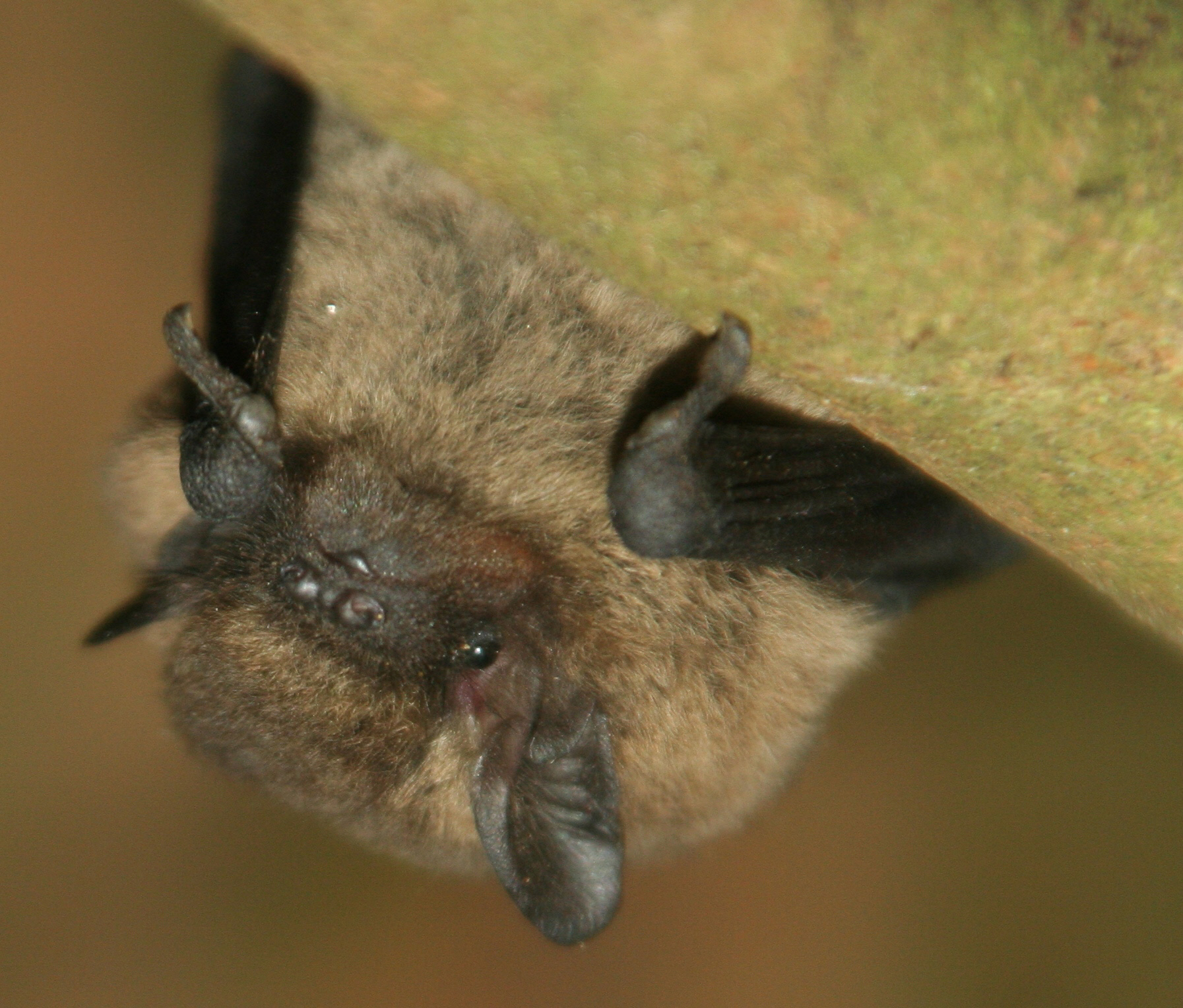 A common pipistrelle bat