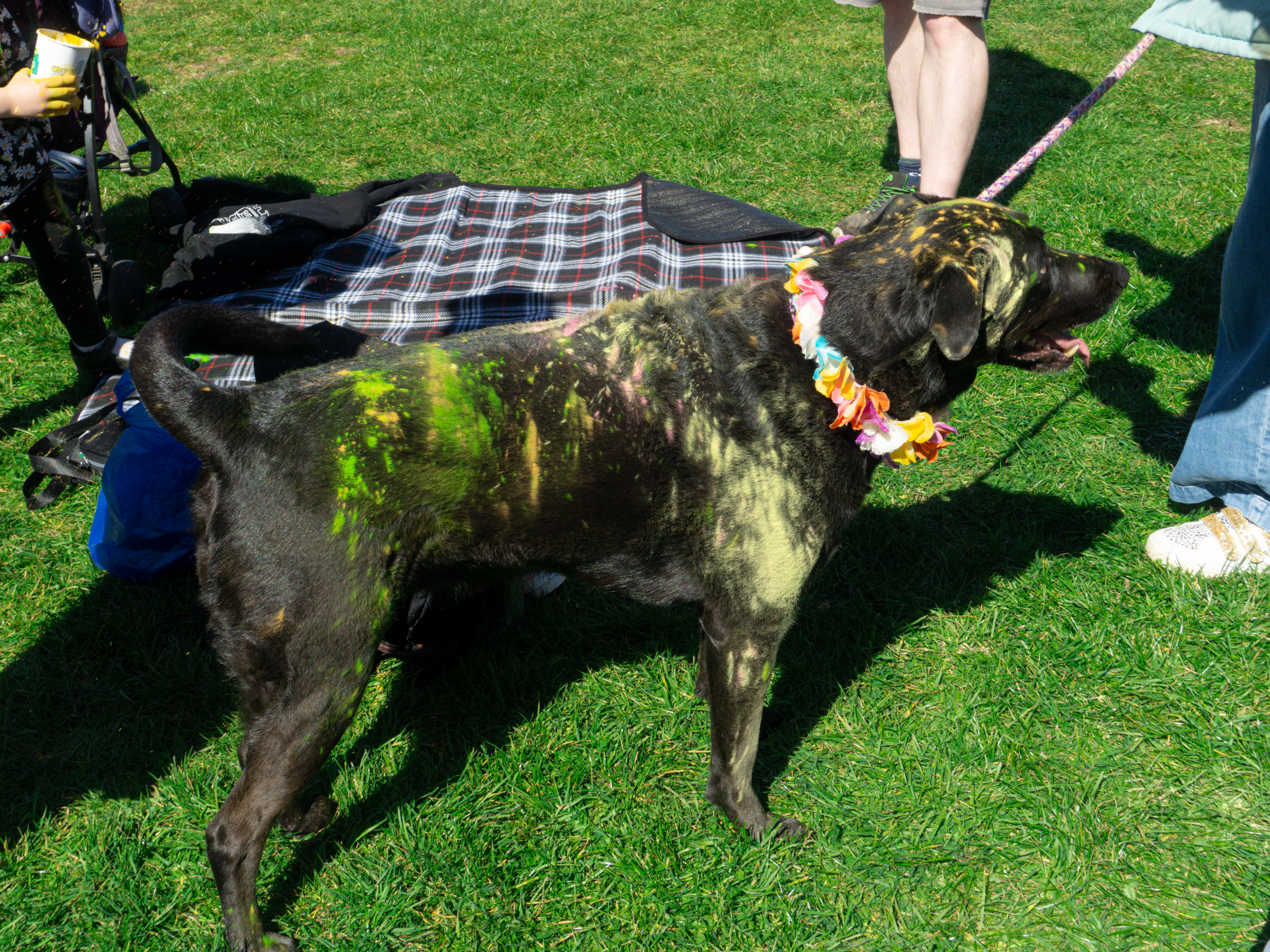 A dog covered in paint powder at the Holi Festival in Ipswich