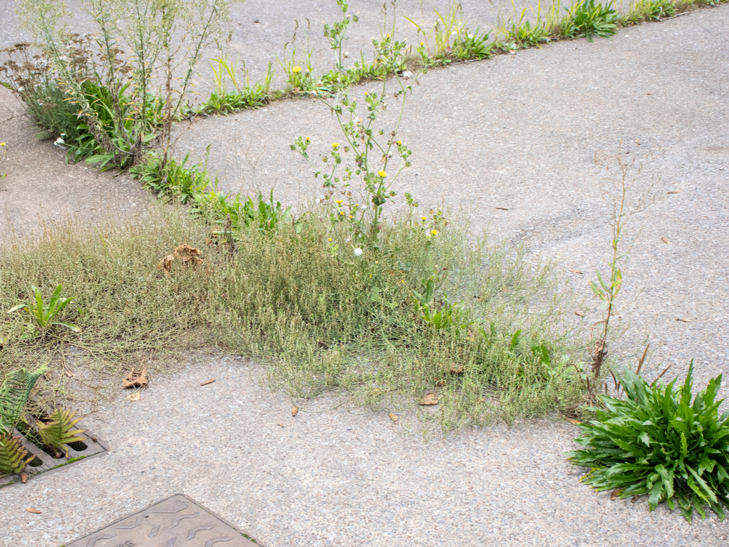 Weeds in pavement
