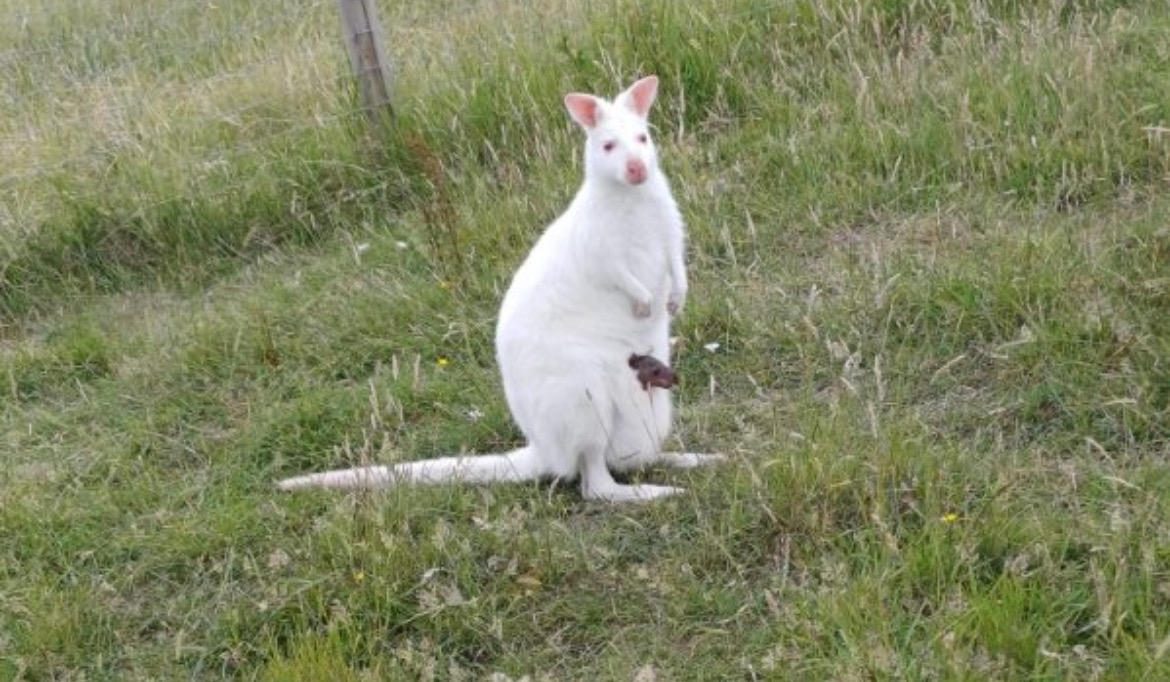 Jessie with her young wallaby poking its head out her pouch