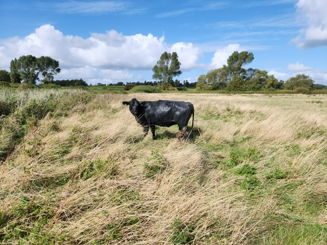 The lucky cow saved from water in Rendlesham