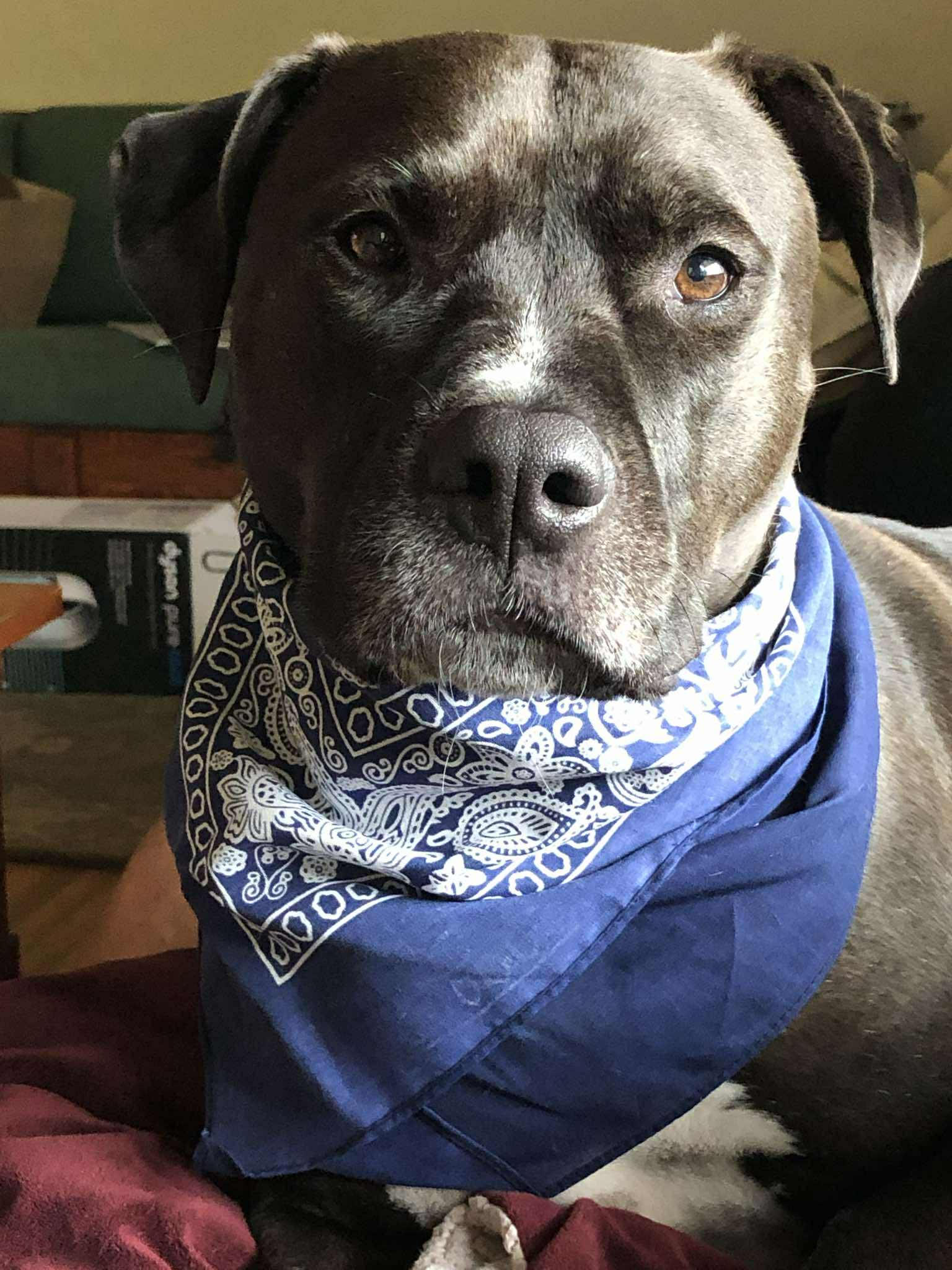 A special mention for Emma, who belongs to now-avid Town fan Steve, from LA