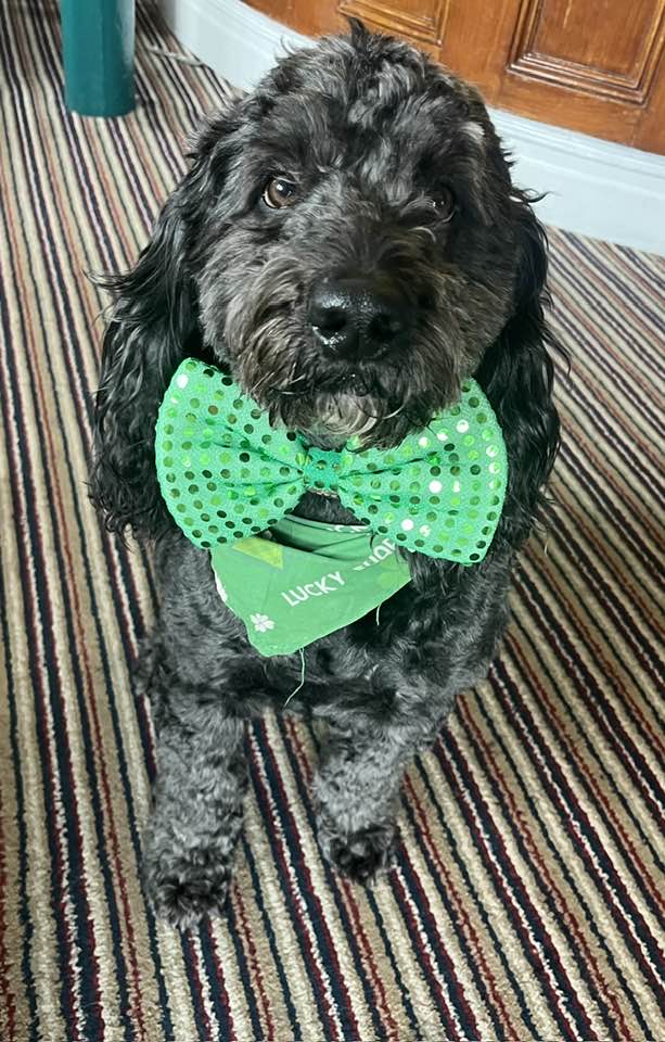 Murphy, the Harp's beloved four-year-old cockapoo