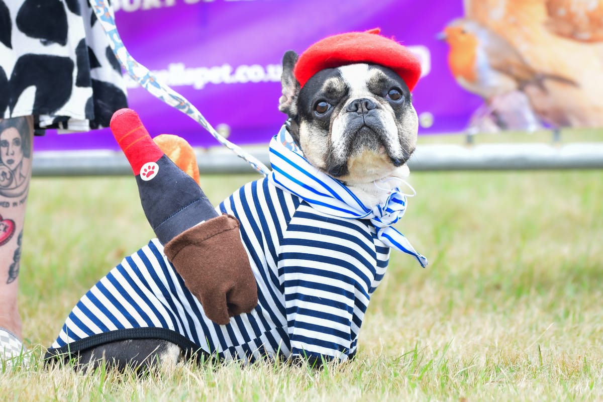 A pug in a French costume