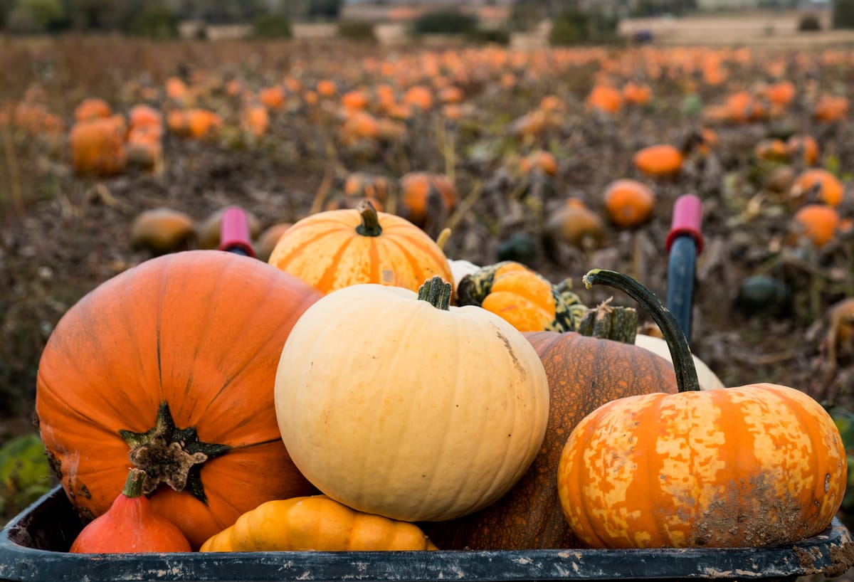 Pumpkins in a wheelbarrow