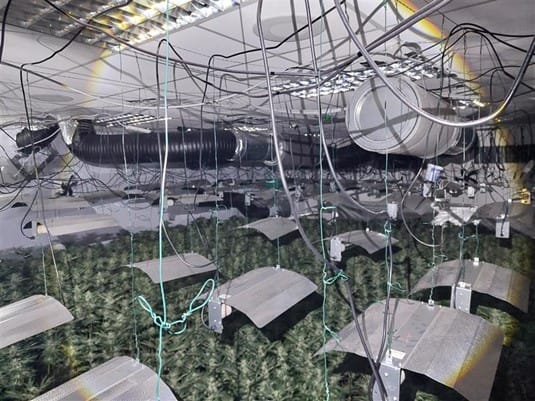 A sophisticated cannabis factory
