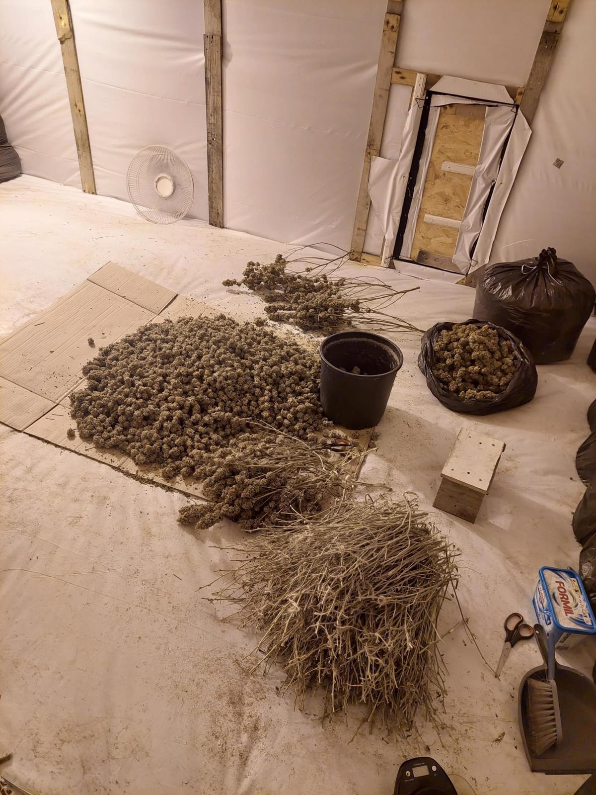 Cannabis farm in Felixstowe