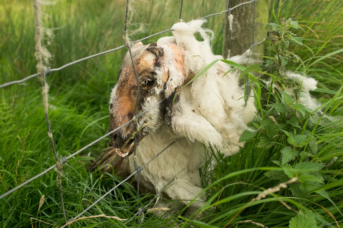 Sheep cadaver decaying afer being stuck in a fence