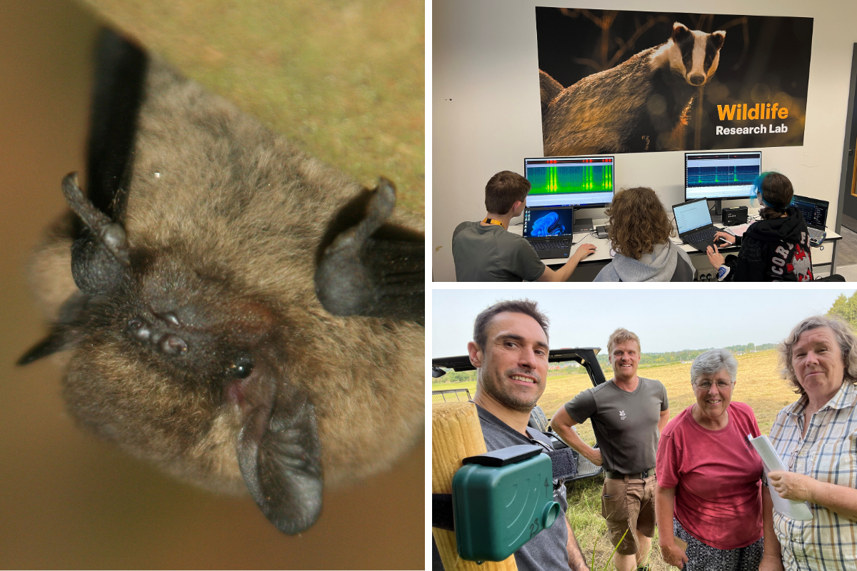A collage of images, including a pipistrelle bat, students working on the project and project team