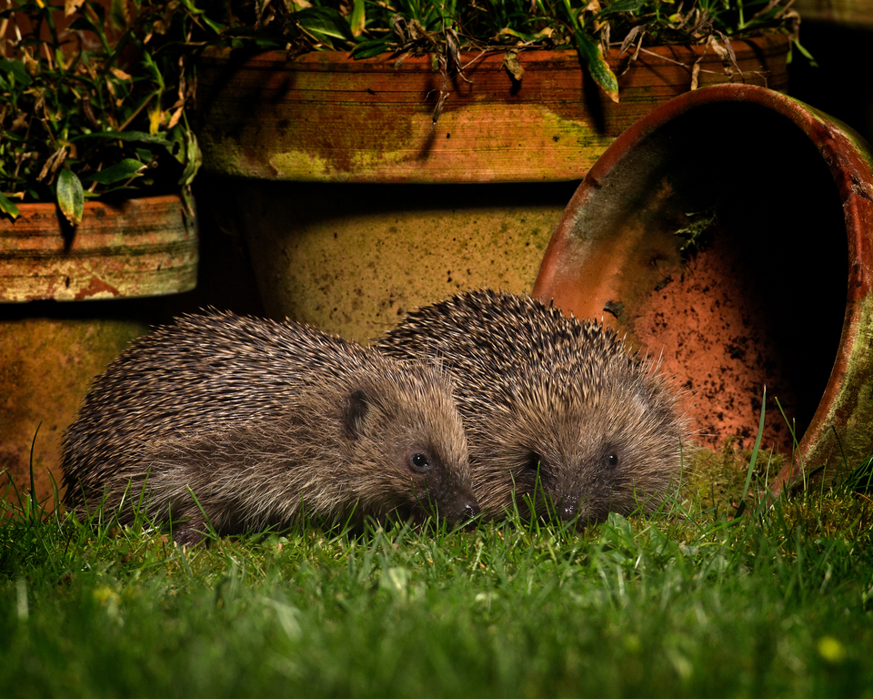 Two hedgehogs in a garden
