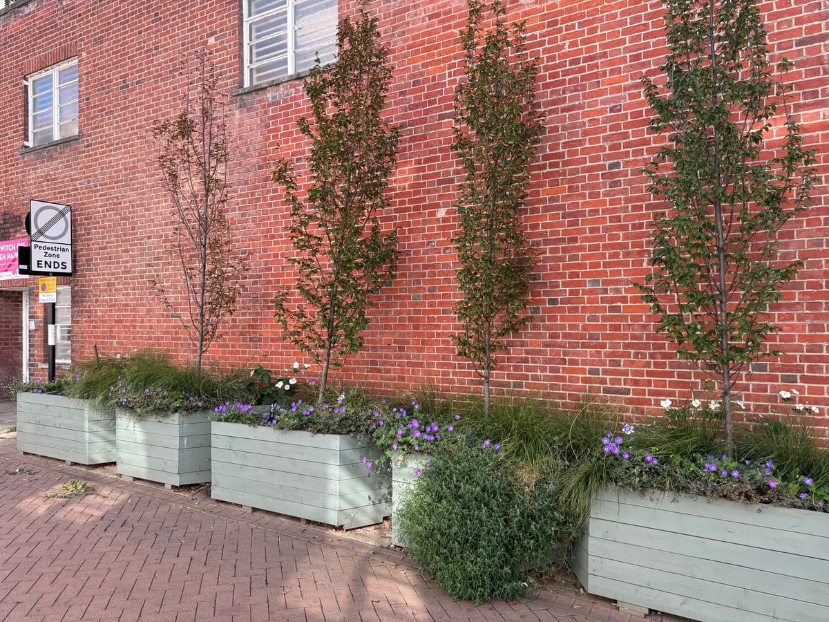 One of four young hornbeam trees on Tower Street was vandalised