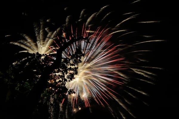 Fireworks behind a tree at Christchurch Park in Ipswich