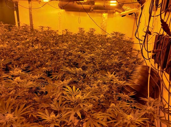 Hadleigh cannabis farm