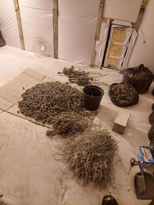 Cannabis farm in Felixstowe