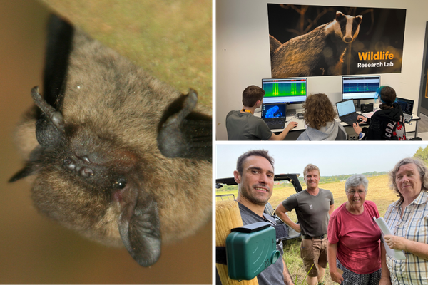 A collage of images, including a pipistrelle bat, students working on the project and project team