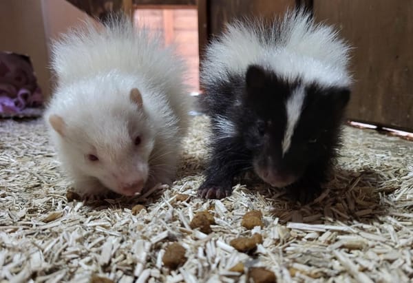 New arrivals Winston and Ralph