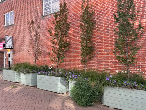 One of four young hornbeam trees on Tower Street was vandalised