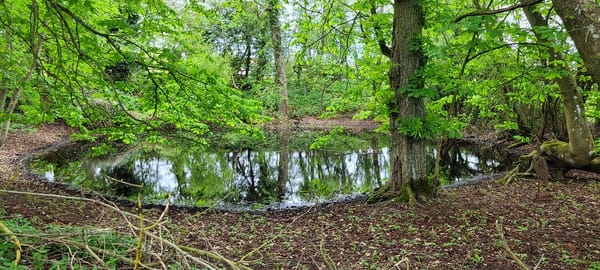 A small woodland pond surrounded by trees in Suffolk, part of a Private Nature Reserve