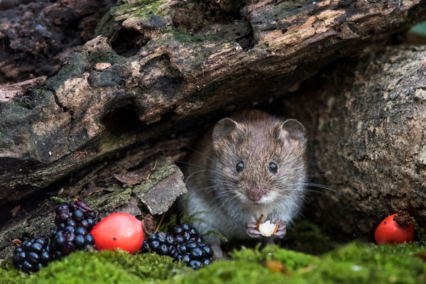 Previous photography competition winner - Autumnn Harvest